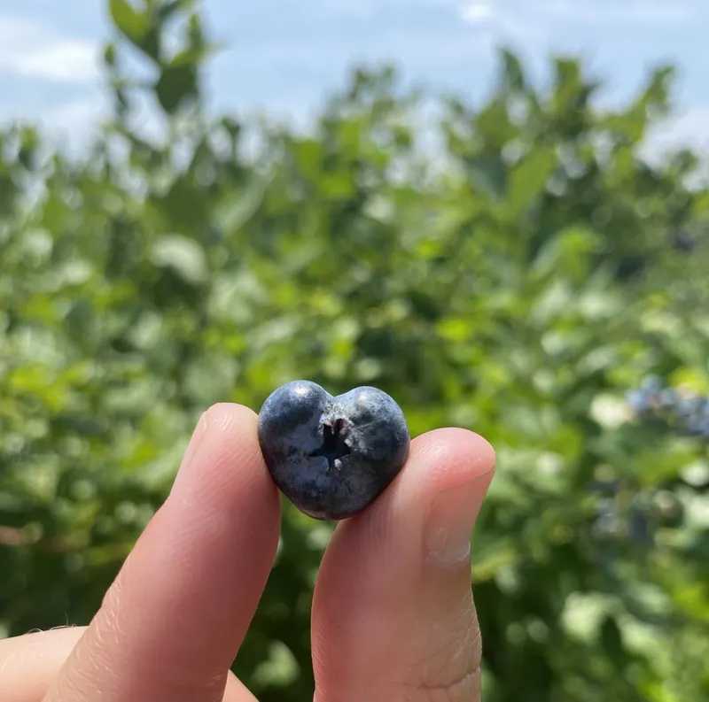 Valhalla Farms LLC photo