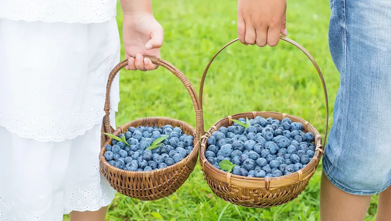 Van Kley's Blueberries photo