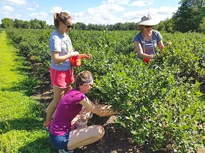Van Kley's Blueberries photo