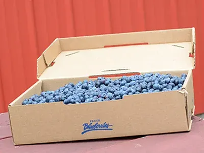 Van Kley's Blueberries photo