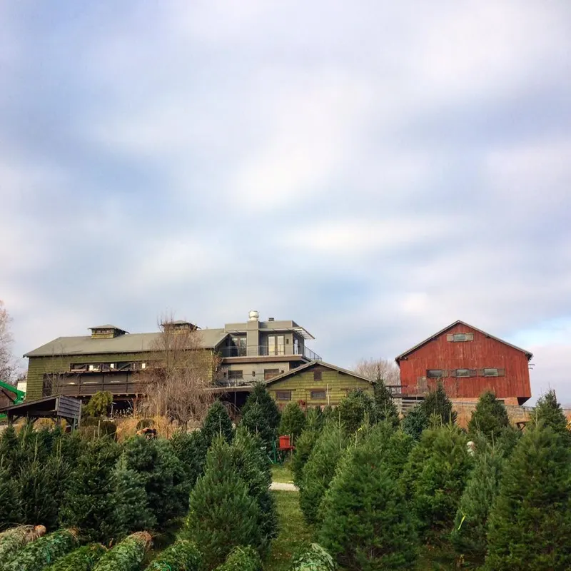 Watts Christmas Tree Farm and Greenery photo