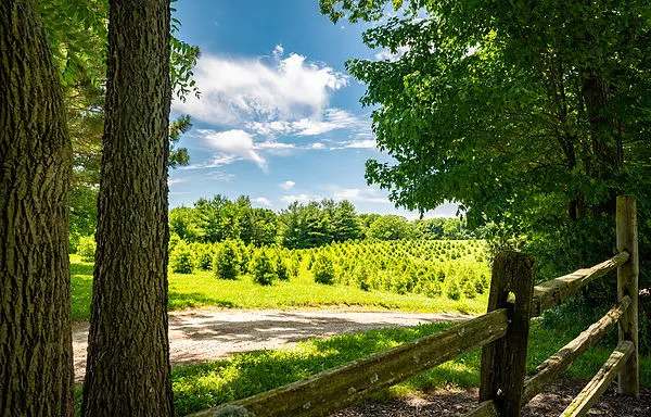 Whitetail Tree Farm