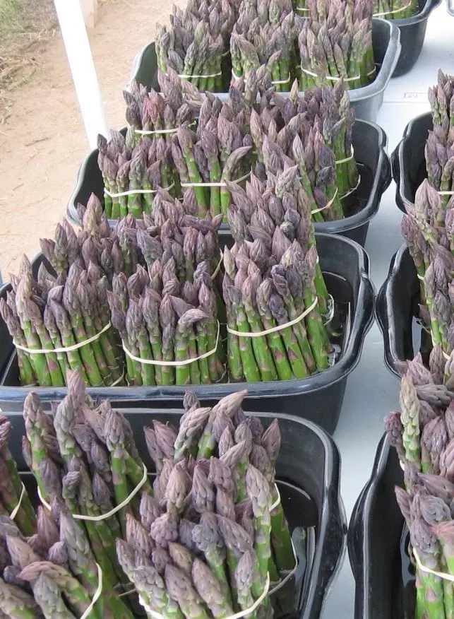 29th Street Farm Stand photo