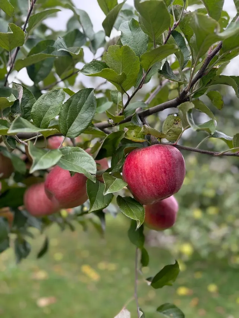 Alber Orchard & Cider Mill