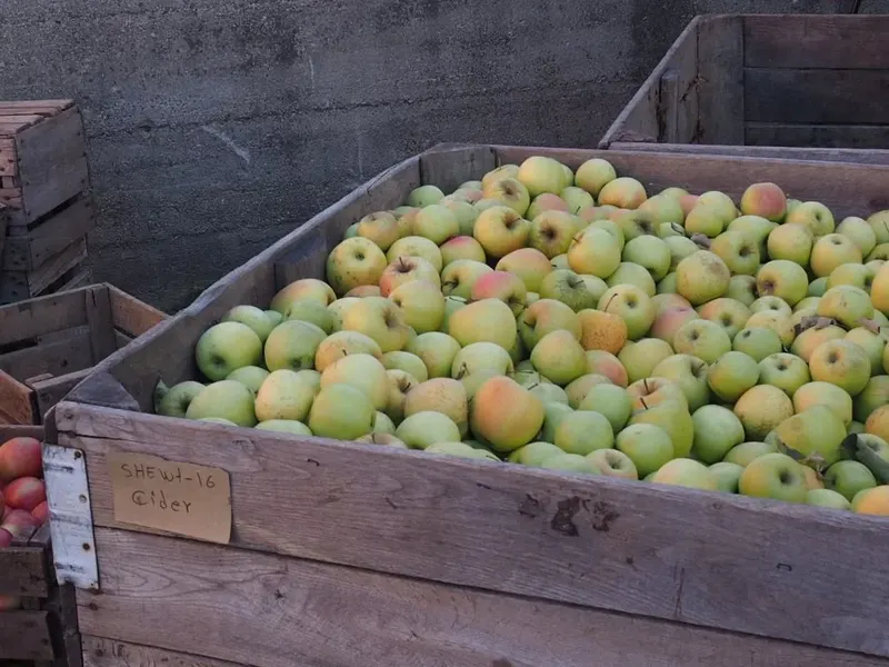 Alber Orchard & Cider Mill photo