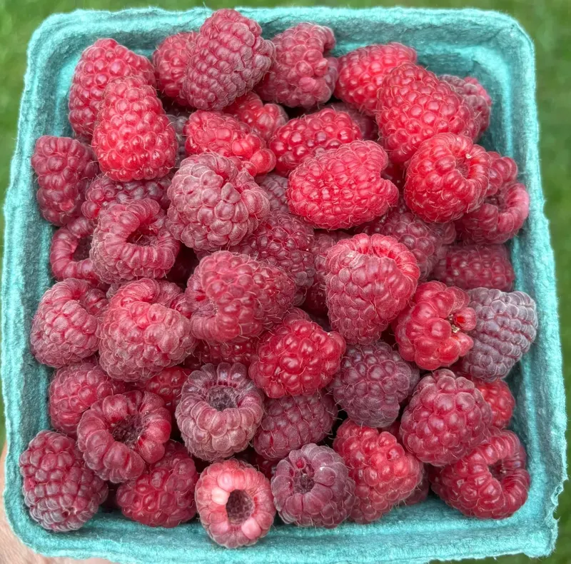 Bella Vista Farm photo