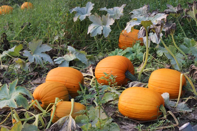 Bethke Farms - Pumpkin Patch photo