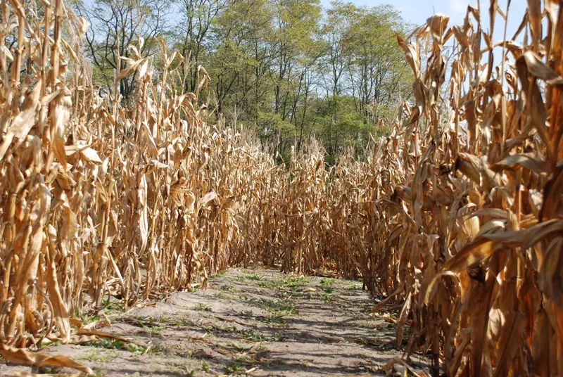 Bethke Farms - Pumpkin Patch photo