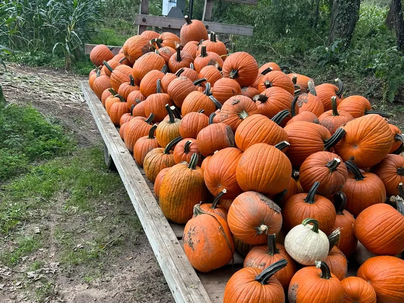 Blossom Farms LLc