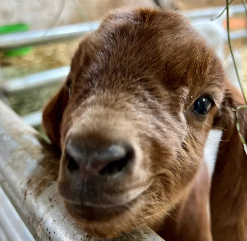 Bowers School Farm photo
