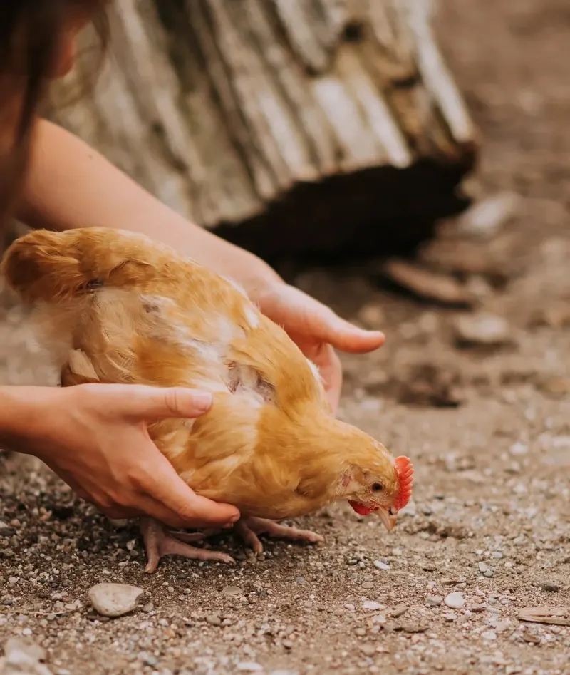 Bowers School Farm photo