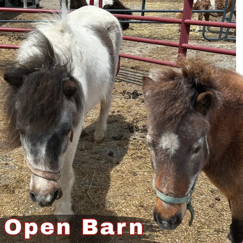 Bowers School Farm photo