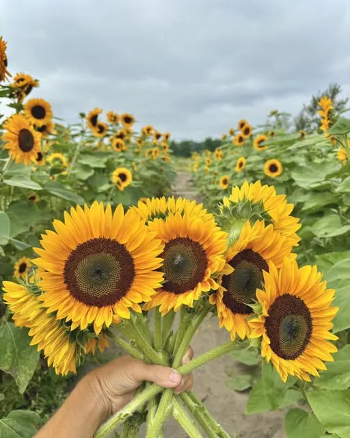 Bremer Produce U-Pick Flower Farm