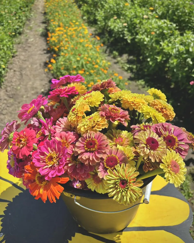 Bremer Produce U-Pick Flower Farm photo