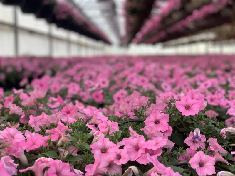 Carpenter Farms photo