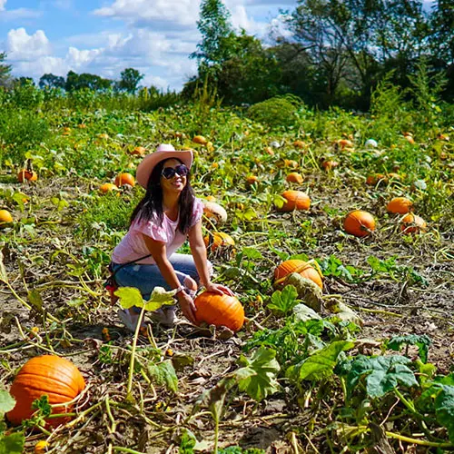 CornFun Corn Maze Adventure And Pumpkin Patch photo