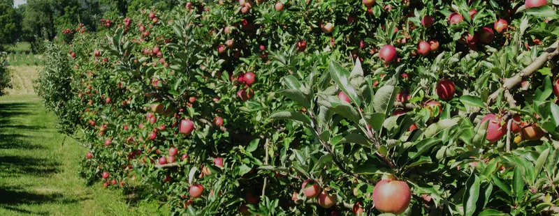 Cotant's Farm Market & Greenhouse Inc.