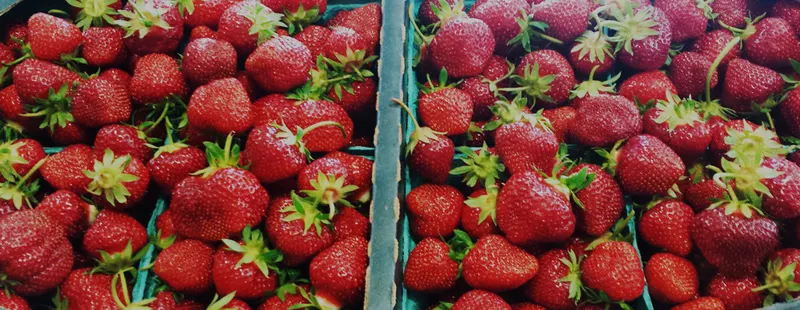 Cotant's Farm Market & Greenhouse Inc. photo