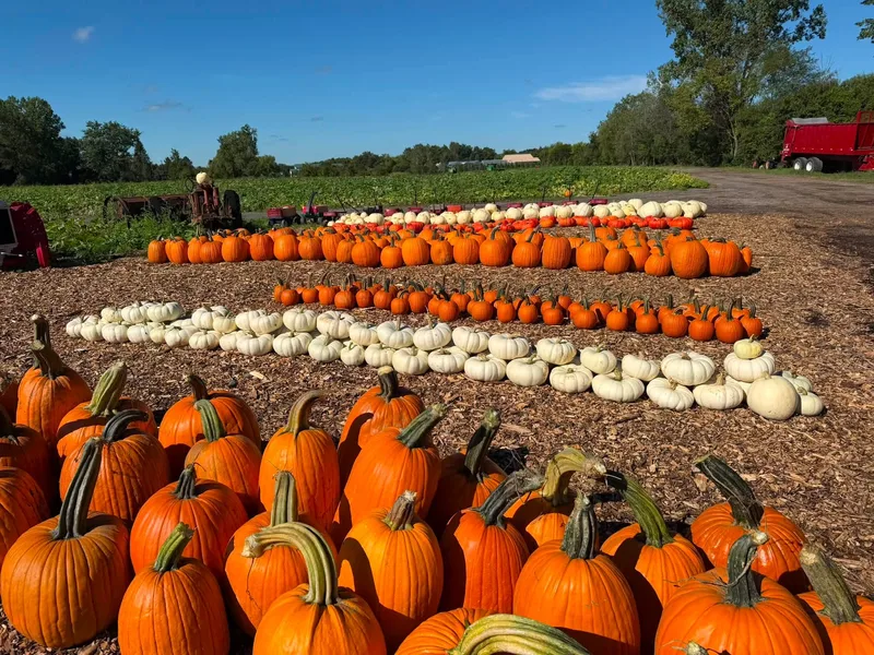 Denny's U-Pick Pumpkins