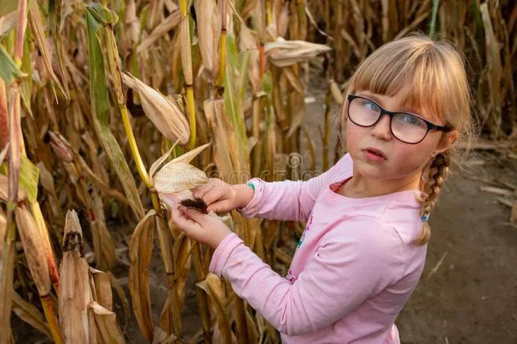 Frankenmuth Corn Maze Weiss Centennial Farm