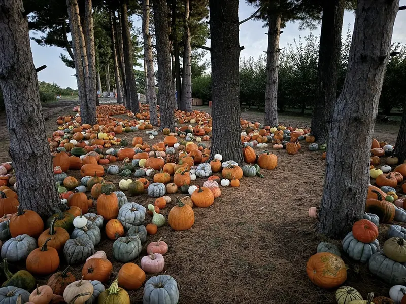 Grange Fruit Farm photo