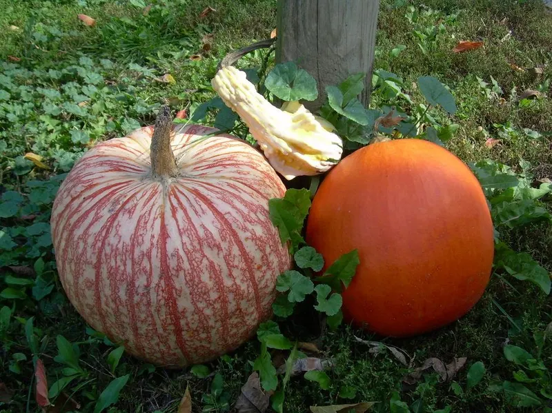 J. Webb Farm