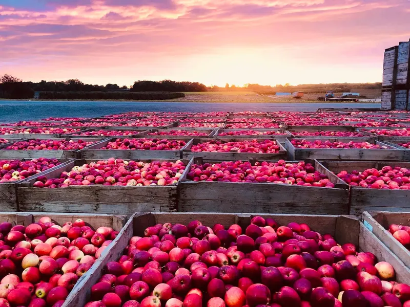Joe Gavin Orchards
