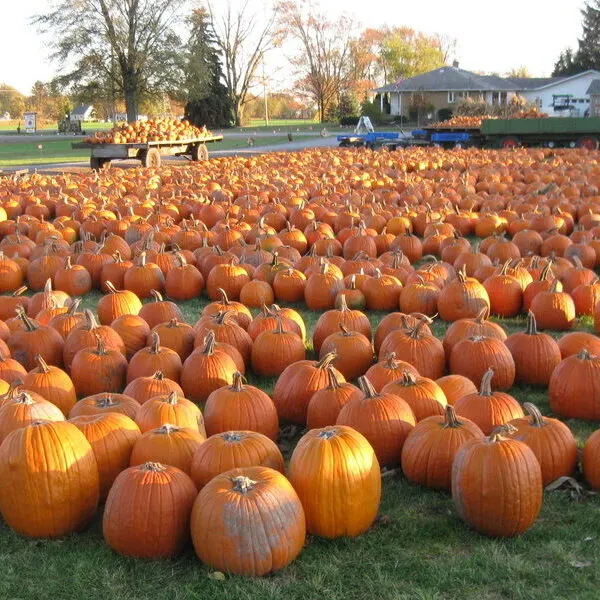 Johnson's Pumpkin Farm