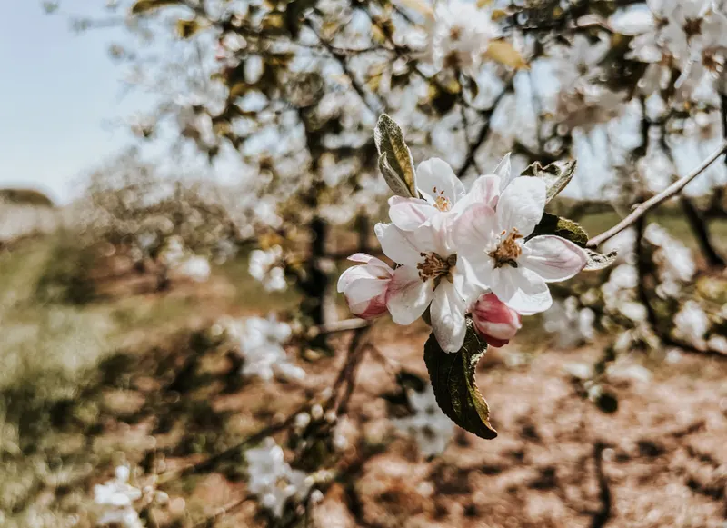 Meckley's Flavor Fruit Farm photo
