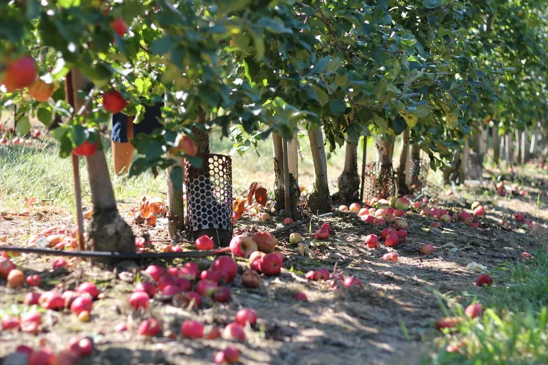 Montrose Orchards