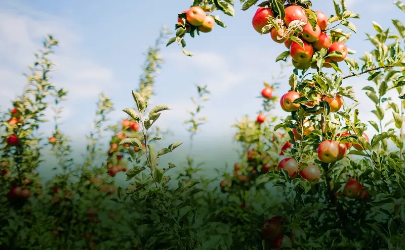 Nugent Orchards, LLC photo