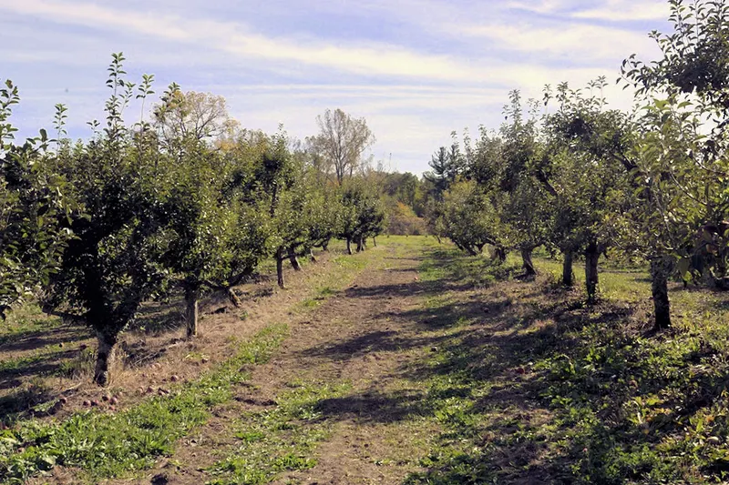 Obstbaum Orchards