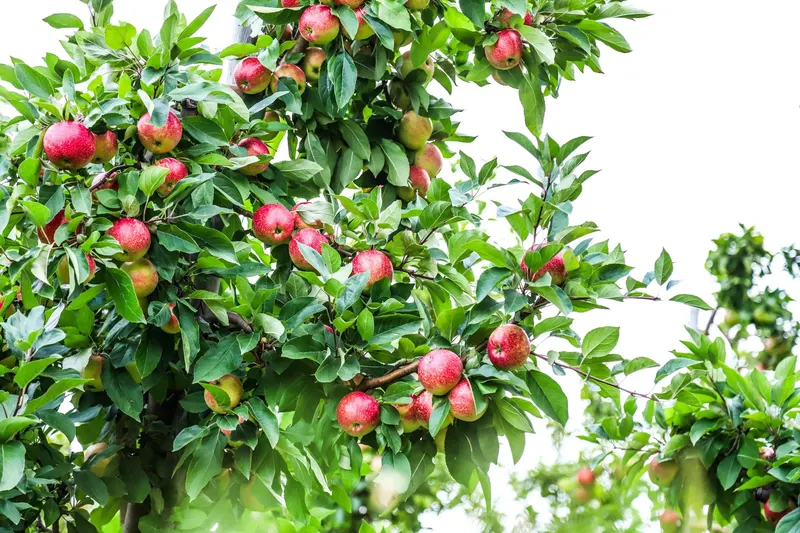 Rennhack Orchards Market photo