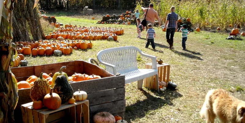 Scholl Farms