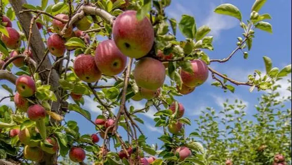 Spicer Orchards