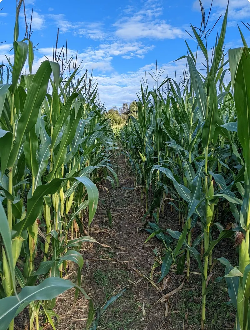 Stickley Family Farms photo