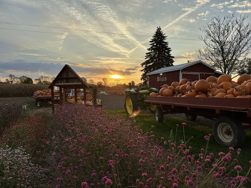 Stiles Pumpkin Farm and Back Road Blossoms photo