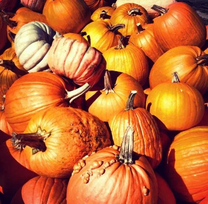 Swift Pumpkins and Produce, LLC