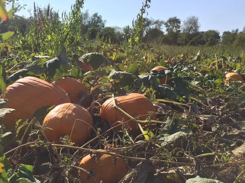 Swift Pumpkins and Produce, LLC photo