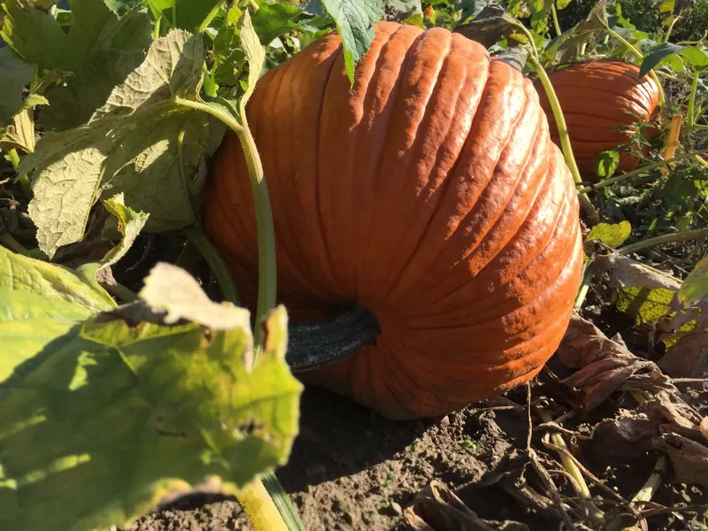 Swift Pumpkins and Produce, LLC photo