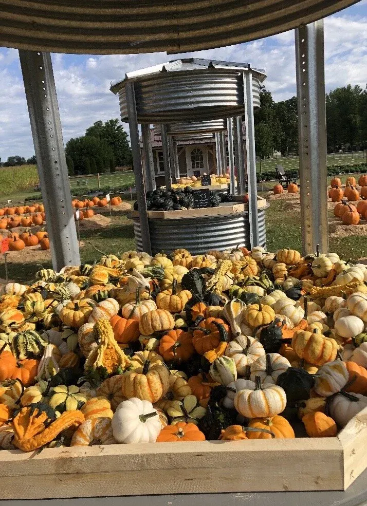 Swift Pumpkins and Produce, LLC photo