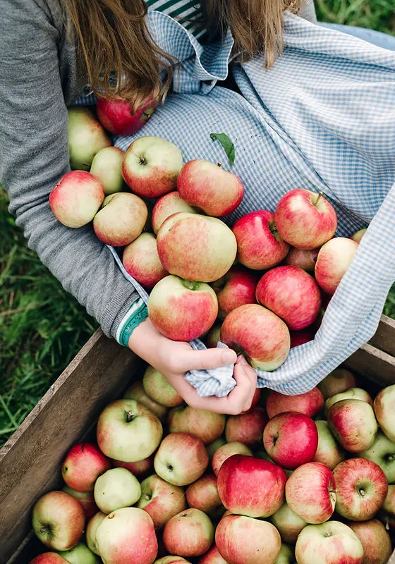 The Fruitful Orchard And Cider Mill