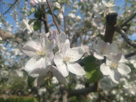 The Fruitful Orchard And Cider Mill photo