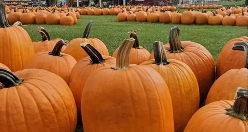The Pumpkin Factory (Haunted House, Fall Activities) photo