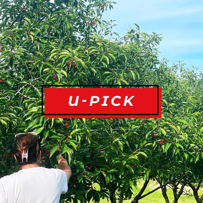 Twin Maple Orchard photo