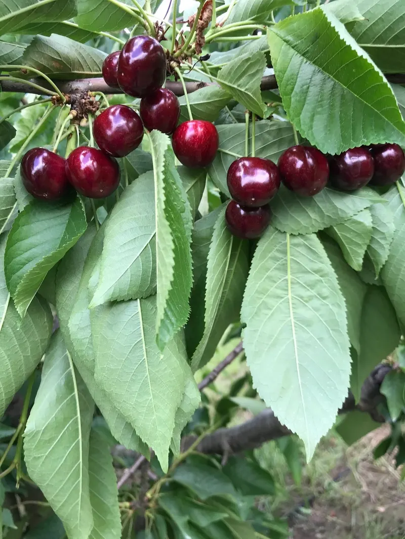 Wells Orchards photo