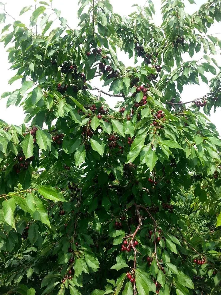 Wells Orchards photo
