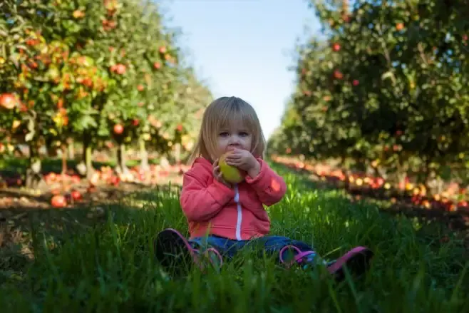 Wiard's Orchards & Country Fair photo
