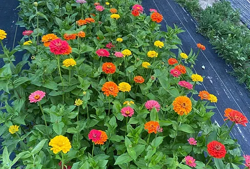 ZEMR Family Farm (U-Pick Flowers, Pumpkins)