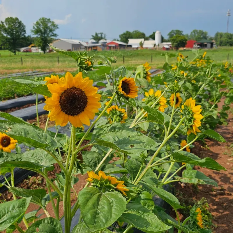 Abma's Farm photo